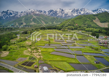 稻田水鏡、綠意盎然、白馬山脈壯麗美景（無人機航拍）長野縣白馬村 77942160