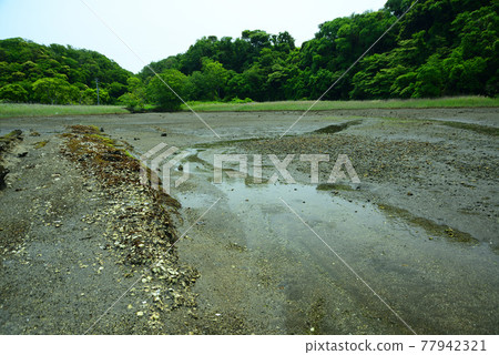 鮮綠耀眼的小次郎之森，三浦半島 77942321