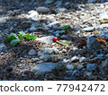 Nuts falling in the shade 77942472