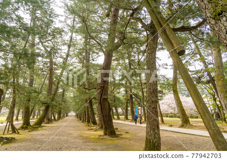 島根縣出雲市 通往出雲大社的松樹之路 島根縣出雲市 通往出雲大社的松樹之路 77942703