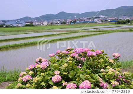 Hadano City Tsurumaki Hydrangea Promenade in early summer 77942819