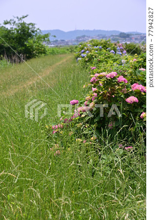 初夏的秦野市鶴卷繡球花散步道 77942827