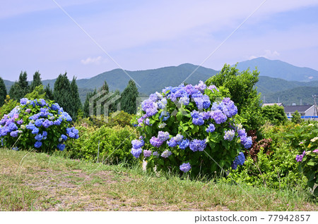 Hadano City Tsurumaki Hydrangea Promenade in early summer Hadano City Tsurumaki Hydrangea Promenade in early summer 77942857