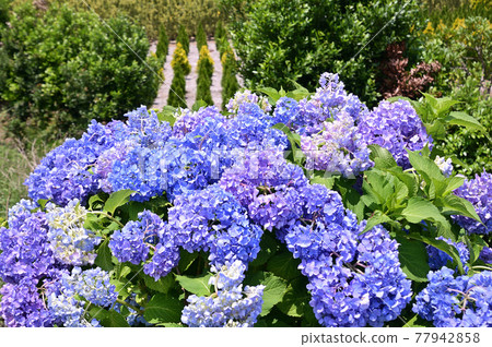 Hadano City Tsurumaki Hydrangea Promenade in early summer Hadano City Tsurumaki Hydrangea Promenade in early summer 77942858