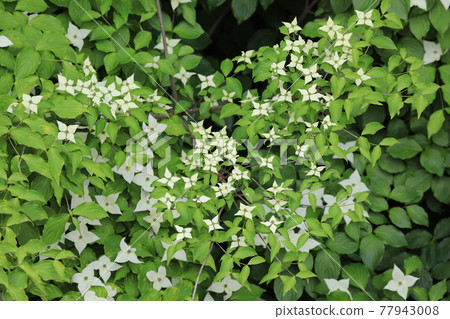 Yamabashi Yamabashi 77943008