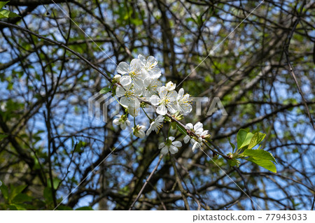 White lilac flowers on a branch. Blurry blue sky and branches in the background. White lilac flowers on a branch. Blurry blue sky and branches in the background. 77943033