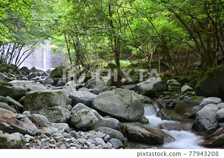 丹澤山脈和西丹澤的深林 丹澤山脈和西丹澤的深林 77943208