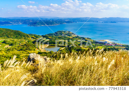 Autumn scenery of Japanese pampas grass at Kawachi Toge [Hirado City, Nagasaki Prefecture] 77943318