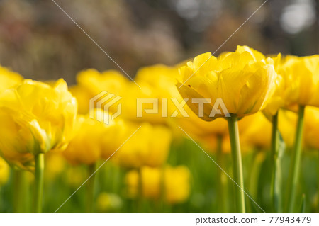 Yellow tulips in bloom Yellow tulips in bloom 77943479