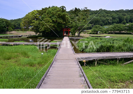 初夏的神奈川縣中井町嚴島Shissei公園 初夏的神奈川縣中井町嚴島Shissei公園 77943715