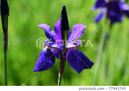鳶尾花 77943745