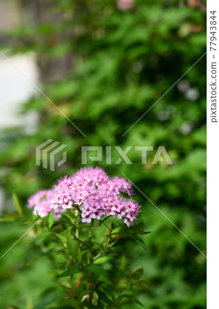 Shimotsuke's flower 77943844