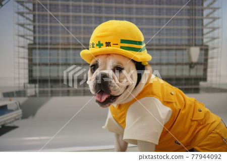 Dog Bulldog construction site photo 77944092