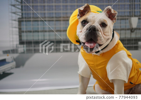 狗鬥牛犬施工現場照片 狗鬥牛犬施工現場照片 77944093