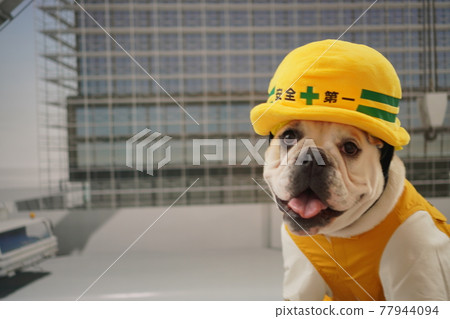 狗鬥牛犬施工現場照片 狗鬥牛犬施工現場照片 77944094