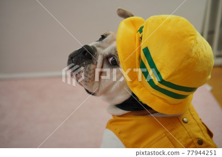 狗鬥牛犬施工現場照片 狗鬥牛犬施工現場照片 77944251