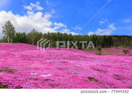 北海道瀧江町的風景：青苔福祿考和盛開的藍天 [5月] 77944392