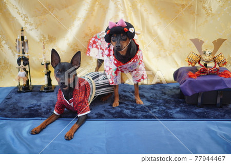 Dog Miniature Pinscher May Doll Photo Dog Miniature Pinscher May Doll Photo 77944467