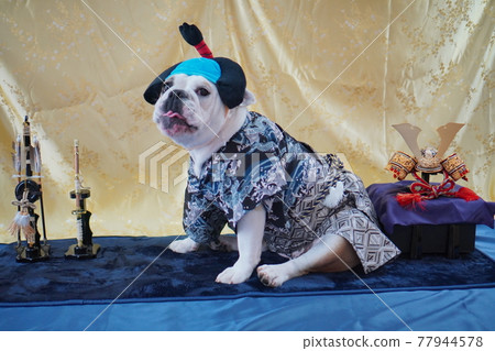 狗英國鬥牛犬五月娃娃照片 77944578