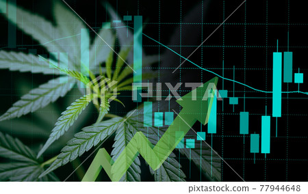 Cannabis business with marijuana leaves and stock graph charts on stock market exchange trading investment, Commercial cannabis medicine money finance trade profit up trends and crisis red down loss Cannabis business with marijuana leaves and stock graph charts on stock market exchange trading investment, Commercial cannabis medicine money finance trade profit up trends and crisis red down loss 77944648