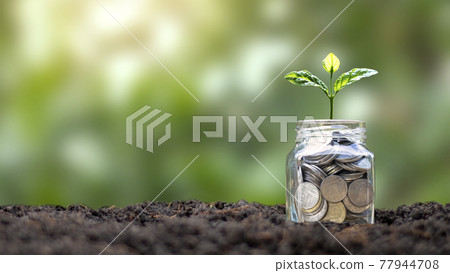 Tree growing from money saving jar and green nature backdrop, money growth concept. Tree growing from money saving jar and green nature backdrop, money growth concept. 77944708