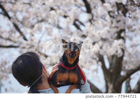 狗迷你杜賓犬櫻花公園春季照片 狗迷你杜賓犬櫻花公園春季照片 77944721
