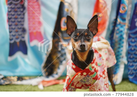 Dog Miniature Pinscher carp streamer kimono photo Dog Miniature Pinscher carp streamer kimono photo 77944828