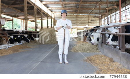 Young dairy farmer working on a ranch 77944888