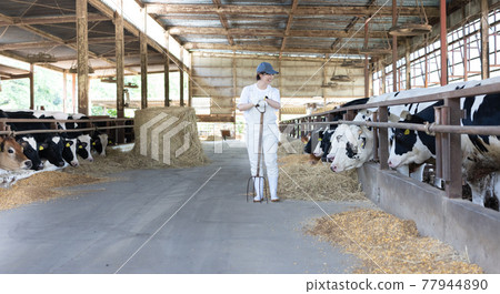Young dairy farmer working on a ranch 77944890