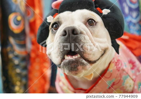 Dog English Bulldog Children's Day Carp streamer Kimono photo Dog English Bulldog Children's Day Carp streamer Kimono photo 77944909