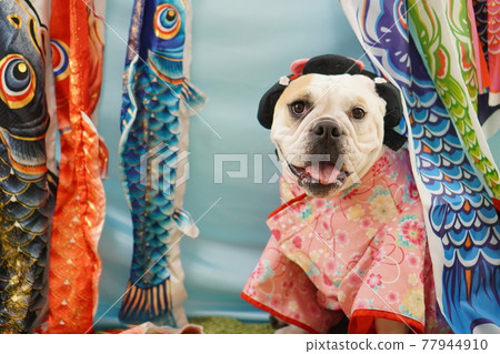 Dog English Bulldog Children's Day Carp streamer Kimono photo Dog English Bulldog Children's Day Carp streamer Kimono photo 77944910