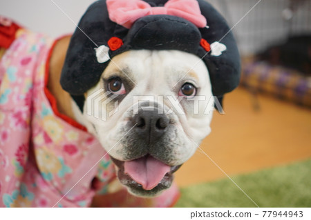 狗英國鬥牛犬兒童節鯉魚旗和服照 77944943