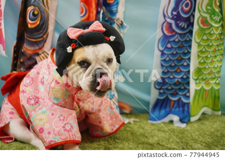 Dog English Bulldog Children's Day Carp streamer Kimono photo Dog English Bulldog Children's Day Carp streamer Kimono photo 77944945