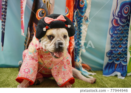 Dog English Bulldog Children's Day Carp streamer Kimono photo Dog English Bulldog Children's Day Carp streamer Kimono photo 77944946