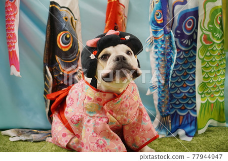 Dog English Bulldog Children's Day Carp streamer Kimono photo Dog English Bulldog Children's Day Carp streamer Kimono photo 77944947