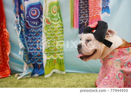 Dog English Bulldog Children's Day Carp streamer Kimono photo Dog English Bulldog Children's Day Carp streamer Kimono photo 77944950