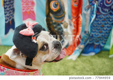 狗英國鬥牛犬兒童節鯉魚旗和服照 77944959