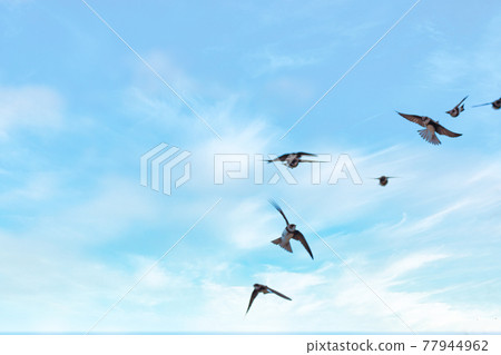 The flight of the show swallow 77944962