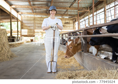 Young dairy farmer working on a ranch 77945024