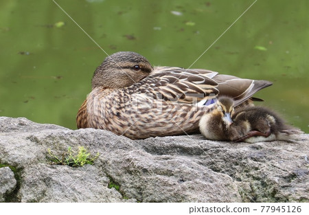 野鴨的父母和孩子 77945126