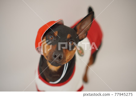 Dog Miniature Pinscher Bulldog Elementary School Athletic Meet Photo 77945275