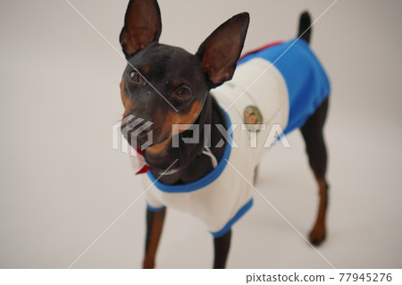 Dog Miniature Pinscher Bulldog Elementary School Athletic Meet Photo Dog Miniature Pinscher Bulldog Elementary School Athletic Meet Photo 77945276