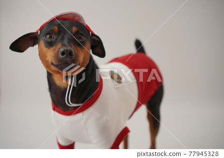 狗 迷你短毛獵犬鬥牛犬 小學運動會照片 狗 迷你短毛獵犬鬥牛犬 小學運動會照片 77945328