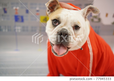 狗 迷你短毛獵犬鬥牛犬 小學運動會照片 77945333
