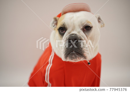 Dog Miniature Pinscher Bulldog Elementary School Athletic Meet Photo 77945376