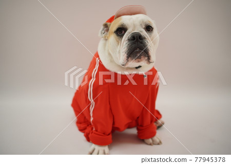 Dog Miniature Pinscher Bulldog Elementary School Athletic Meet Photo 77945378