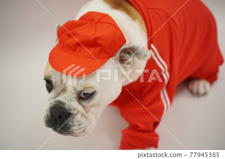 狗 迷你短毛獵犬鬥牛犬 小學運動會照片 狗 迷你短毛獵犬鬥牛犬 小學運動會照片 77945385