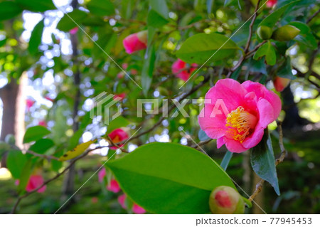 Kyoto Jonangu camellia and its falling flowers Kyoto Jonangu camellia and its falling flowers 77945453