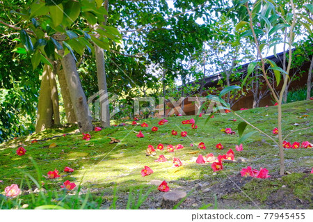 京都城南宮山茶花和落花 京都城南宮山茶花和落花 77945455