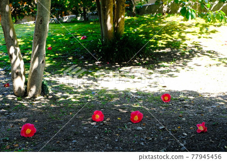 京都城南宮山茶花和落花 京都城南宮山茶花和落花 77945456
